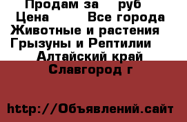 Продам за 50 руб. › Цена ­ 50 - Все города Животные и растения » Грызуны и Рептилии   . Алтайский край,Славгород г.